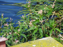 Persicaria senegalensis, photograph (c) Shaun Swanepoel, some rights reserved (CC BY)