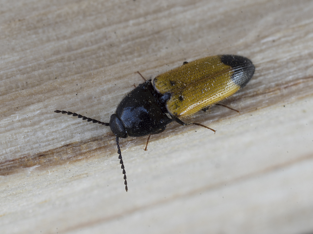 Ampedus elegantulus