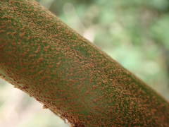 Cyathea glauca