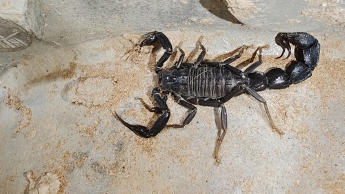 Androctonus bourdoni
