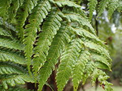 Cyathea glauca