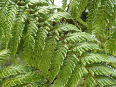 Cyathea glauca