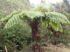 Cyathea glauca