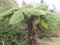 Cyathea glauca