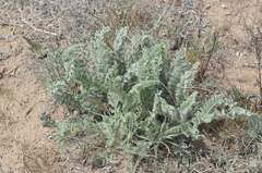 Astragalus lanuginosus