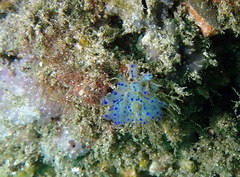Clavelina australis