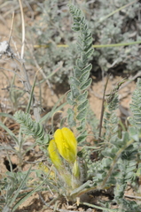 Astragalus lanuginosus