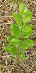 Solidago radula, photograph (c) saltyhiker, some rights reserved (CC BY)