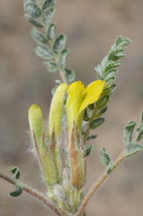 Astragalus lanuginosus