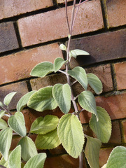 Coleus argentatus