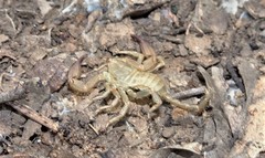 Hormurus