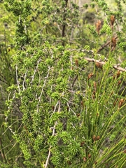 Cliffortia stricta, photograph author not stated, no rights reserved