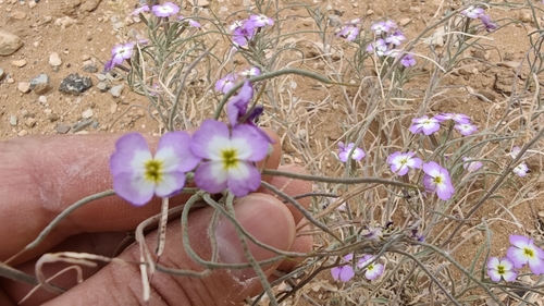 Marcus-kochia triloba