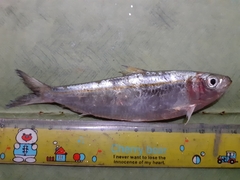 Sardinella