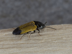 Ampedus elegantulus