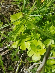 Hydrocotyle sibthorpioides