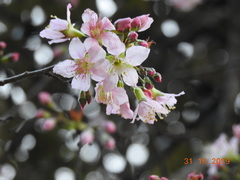 Prunus