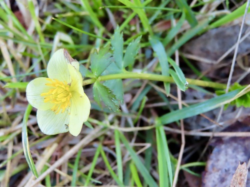 Trollius laxus