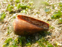 Conus biliosus