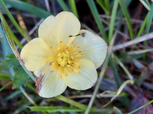 Trollius laxus, photograph 1