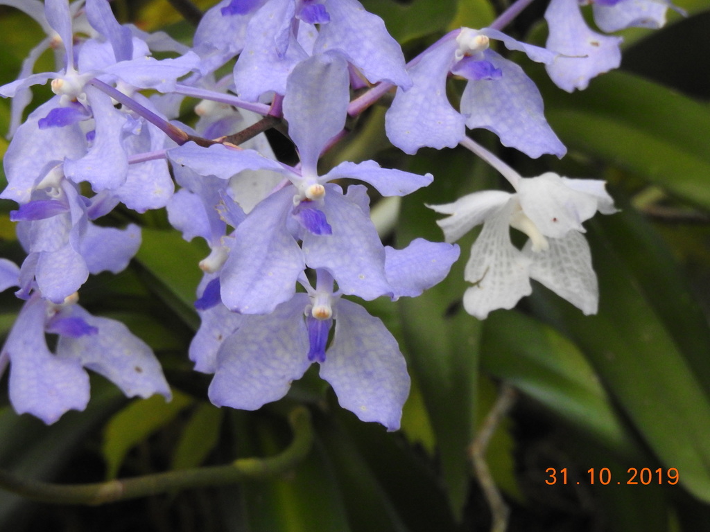 Vanda orchid plant growing epiphytically