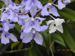 Vanda coerulea