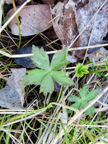 Trollius laxus, photograph 2