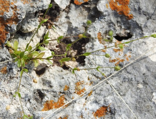 Arenaria benthamii, 2026-04-27