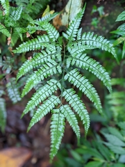 Arachniodes rhomboidea