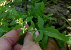 Caulanthus lasiophyllus
