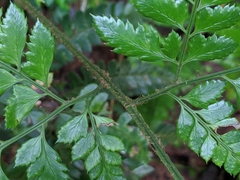 Arachniodes rhomboidea