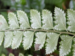 Arachniodes rhomboidea