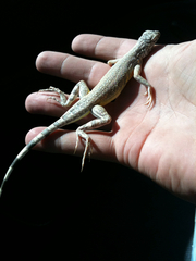 Callisaurus draconoides rhodostictus