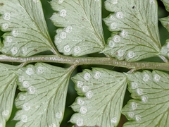 Arachniodes rhomboidea