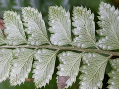 Arachniodes rhomboidea