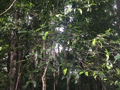 Elaeodendron melanocarpum