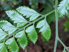 Arachniodes rhomboidea