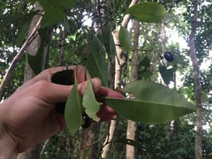 Elaeodendron melanocarpum