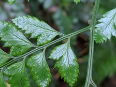 Arachniodes rhomboidea