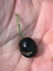 Elaeodendron melanocarpum