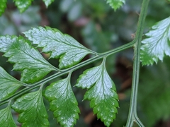 Arachniodes rhomboidea