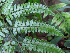 Arachniodes rhomboidea