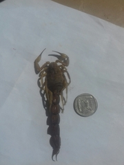 Parabuthus granulatus