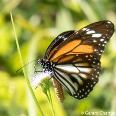 Danaus melanippus hegesippus