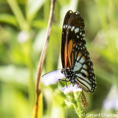 Danaus melanippus hegesippus