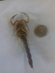 Parabuthus granulatus