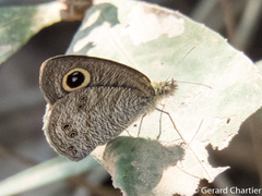 Ypthima baldus baldus