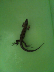 Aspidoscelis hyperythrus beldingi