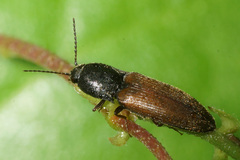 Agriotes ustulatus