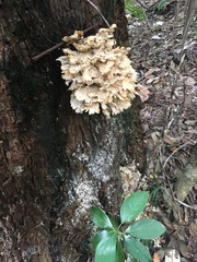 Laetiporus versisporus